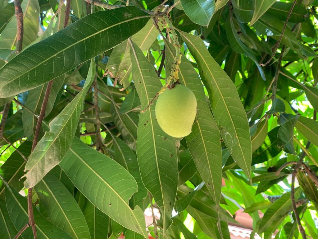 WhatsApp Image 2025-06-09 at 12.33.44 PM